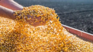 Indicador do milho fica estável no fim de julho, mas sobe 3% no mês