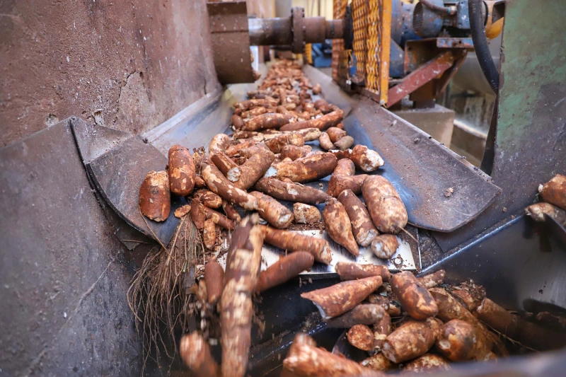 Oferta restrita da mandioca reforça alta das cotações