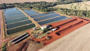 Piscicultura cresce no Oeste do Paraná, mas produtores precisam ficar atentos às licenças