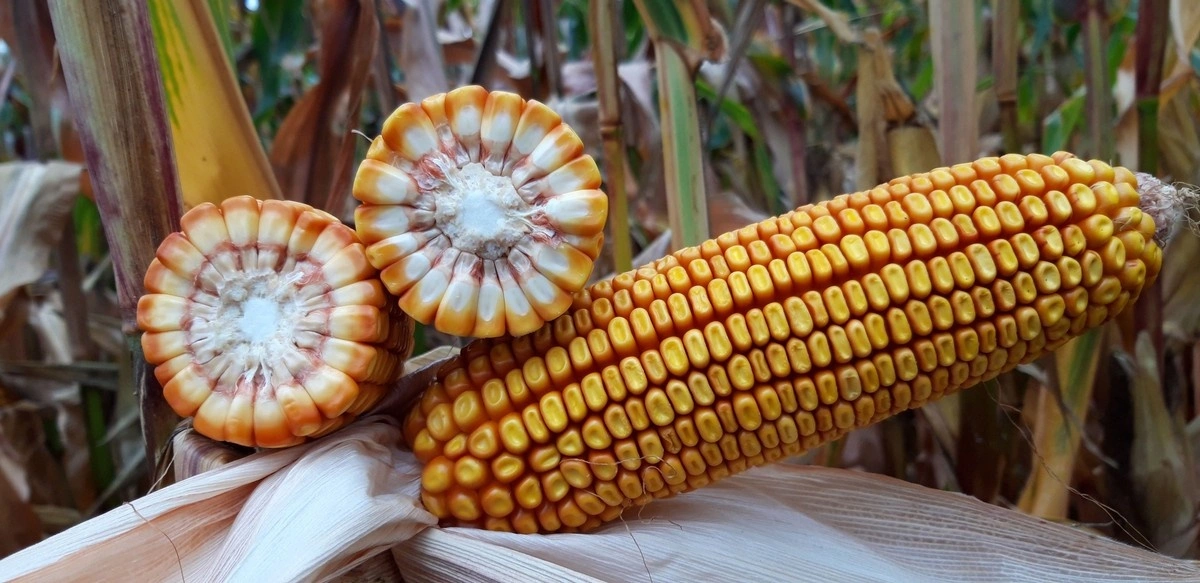 Mesmo com produção recorde, cotações do milho no mercado interno seguem em alta