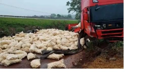Motorista de HB20 morre em batida com caminhão na BR-369 em Cascavel
