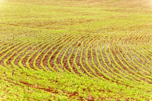 Plantio de soja chega a 0,4% da área no Brasil, diz AgRural