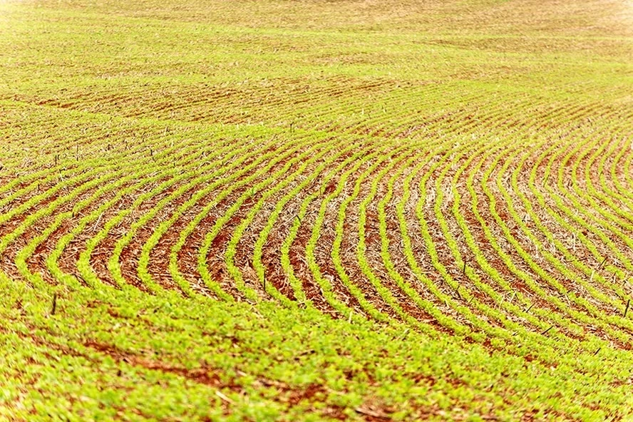 Plantio de soja chega a 0,4% da área no Brasil, diz AgRural