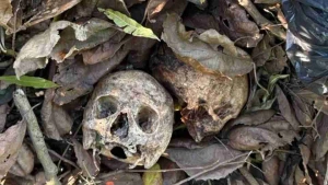 Cinco crânios e restos mortais são encontrados em sacos no Paraná
