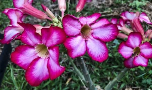 Primavera começa às 21h05 com previsão de calor acima da média
