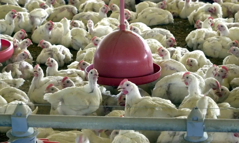 Brasil recebe aval da UE após embargo a frango e mel