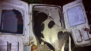 Carro bate em árvore, ocupantes fogem e polícia encontra vaca dentro do veículo no RS