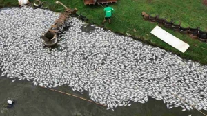 Falta de energia provoca morte de até 400 mil peixes em criadouro no Paraná