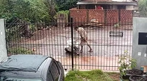 Segurança - Homem é filmado carregando mulher desacordada dentro de saco de cal e a abandonando em rua do Paraná