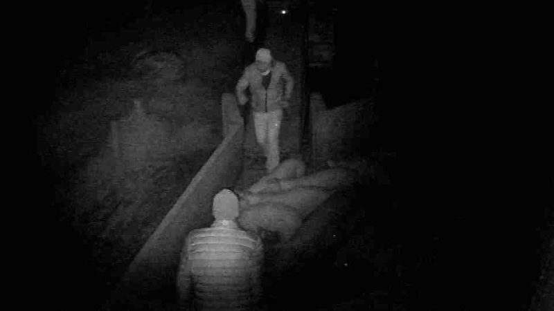 Toledo - Ladrões furtam 25 porcos de propriedade rural e deixam animais caírem durante fuga