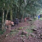 Surto de raiva herbívora mata 25 animais em propriedade no RS, confirma governo