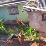 Dois cães são resgatados e um é encontrado morto após serem abandonados sem comida e água em Cascavel