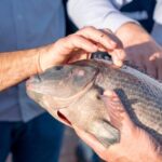 Lei sancionada no Paraguai abre caminho para cultivo de tilápia no reservatório de Itaipu