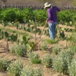 Acordo encerra conflito fundiário de 30 anos no Oeste do Paraná