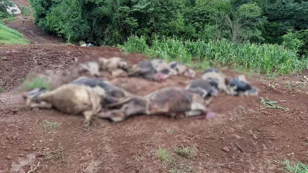 Divulgação/Secretaria de Agricultura Novo Xingu