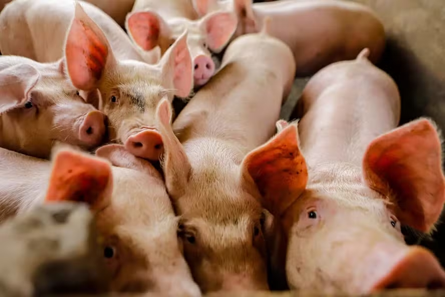 Roberto Dziura Jr/AEN