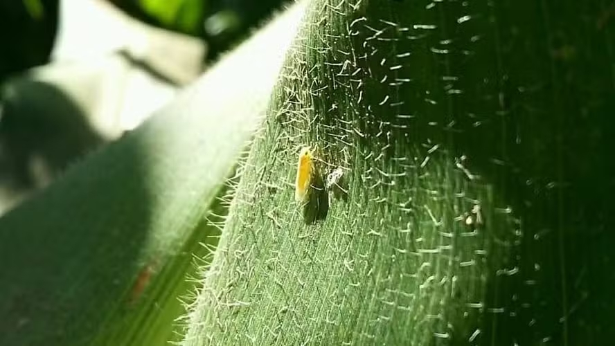 IDR-PR / Divulgação