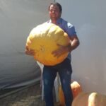 Produtor colhe abóbora gigante no RS, 20 vezes maior que as do supermercado